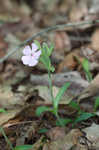 Sticky catchfly